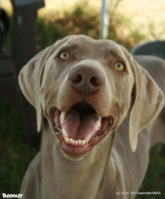 Boomer Biggest Smile